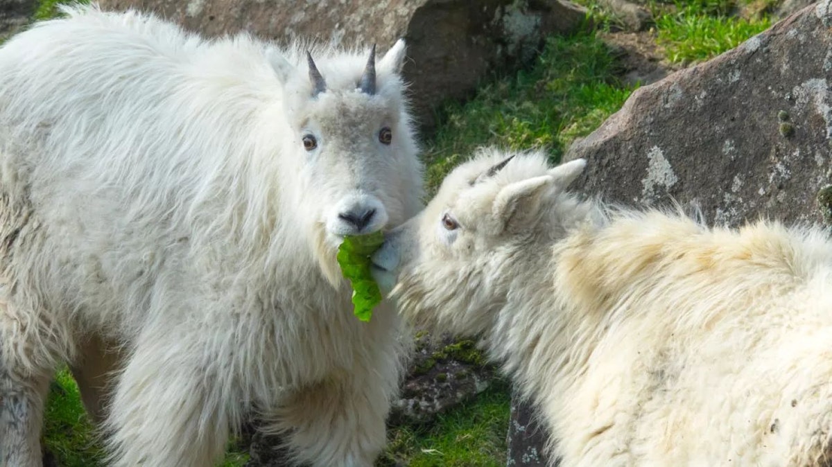Photo of Mountain goat or black bear keeper chat