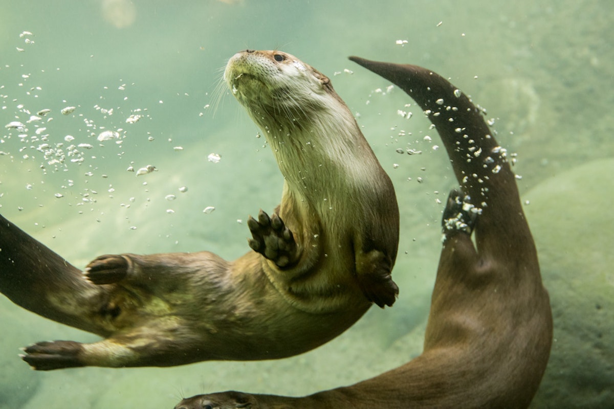 Photo of River otter feeding