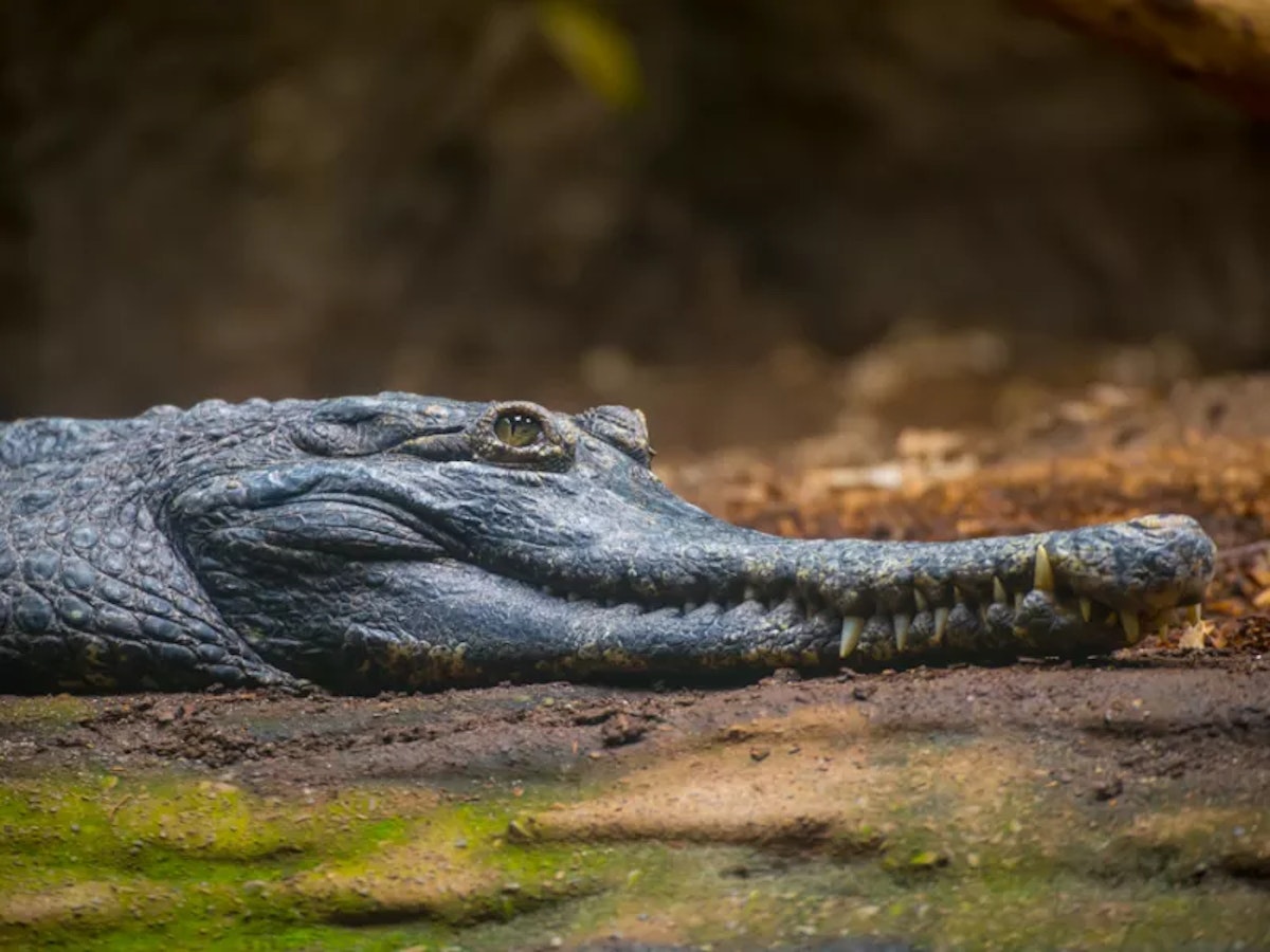 Photo of Crocodile feeding