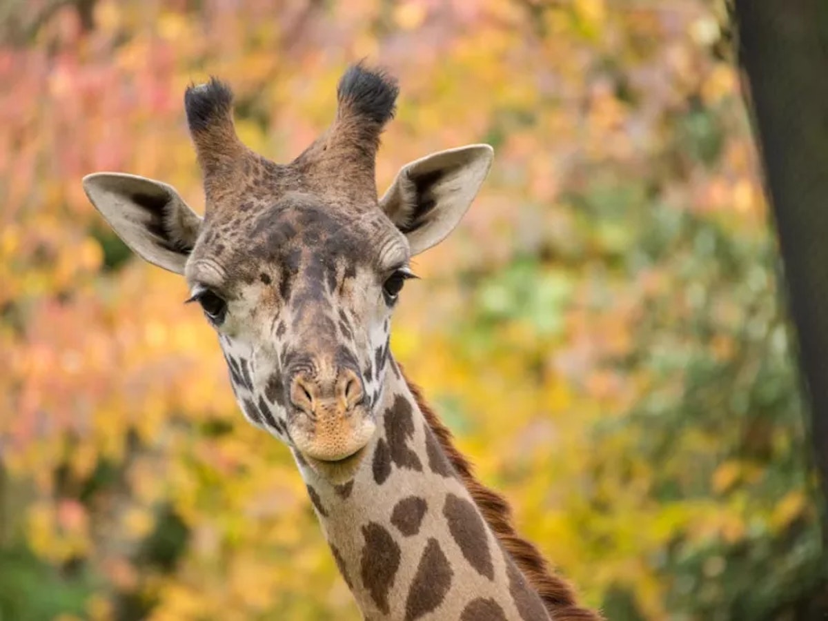 Photo of Giraffe keeper talk