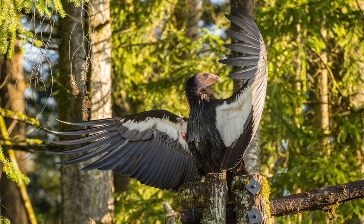 Photo of Condor keeper talk