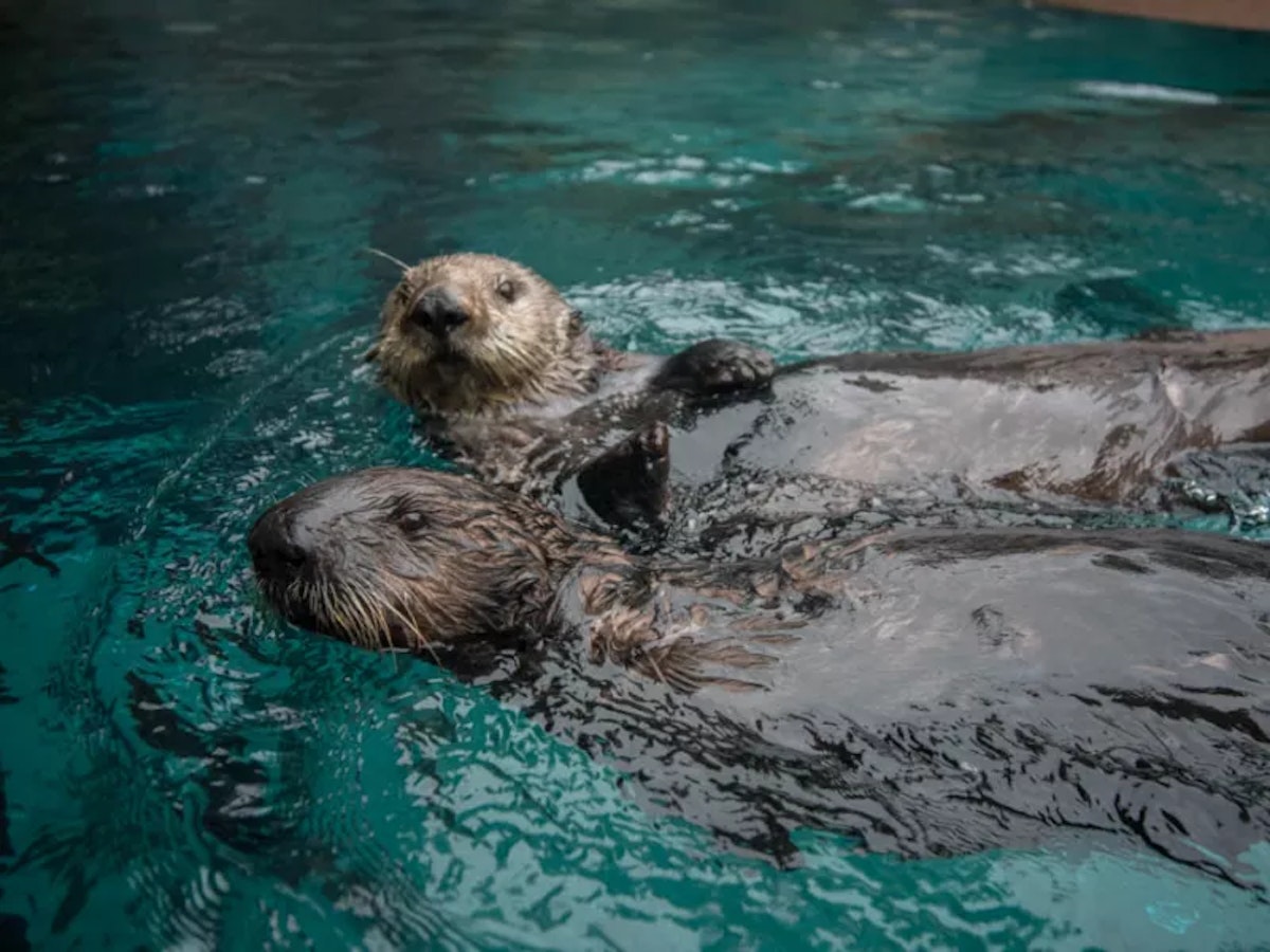 Photo of Sea otter activity 