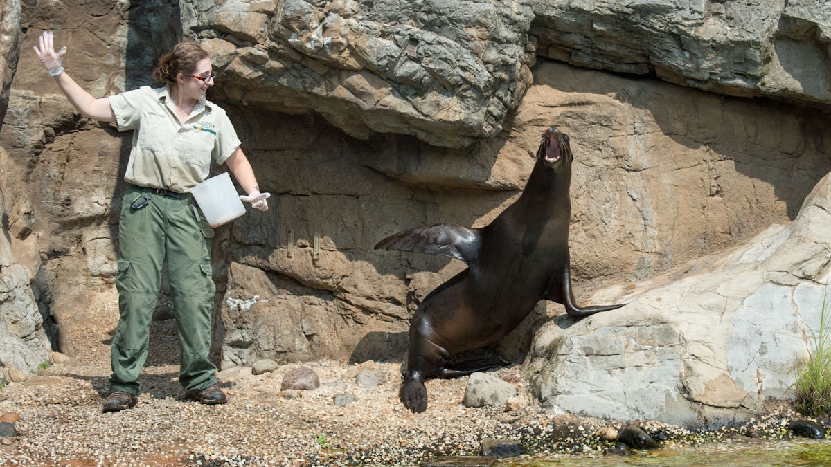 Photo of Sea Lion Feeding