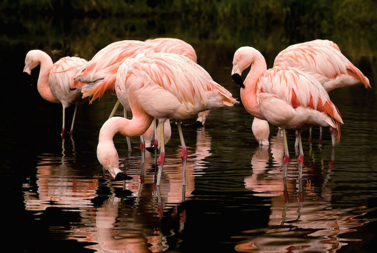 Photo of Flamingo Keeper Talk