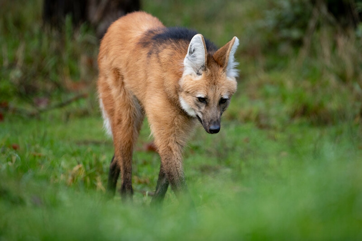 Photo of Maned Wolf Keeper Talk