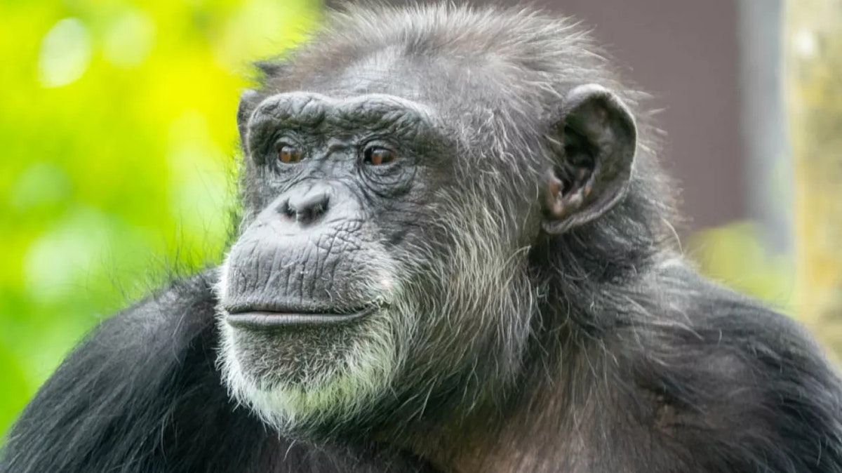 Photo of Chimpanzee keeper talk