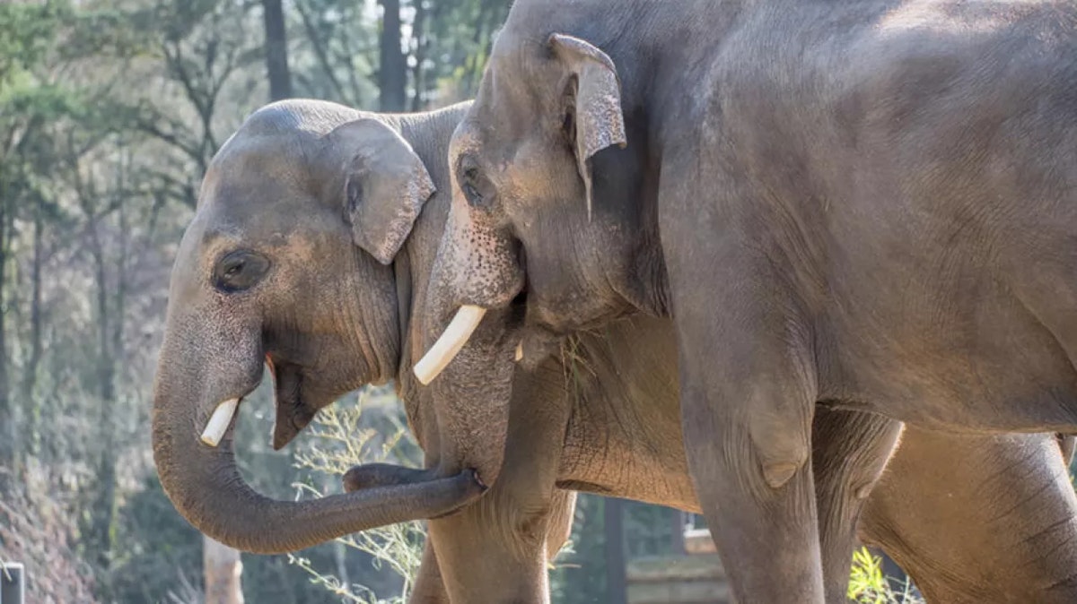 Photo of Elephant keeper talk