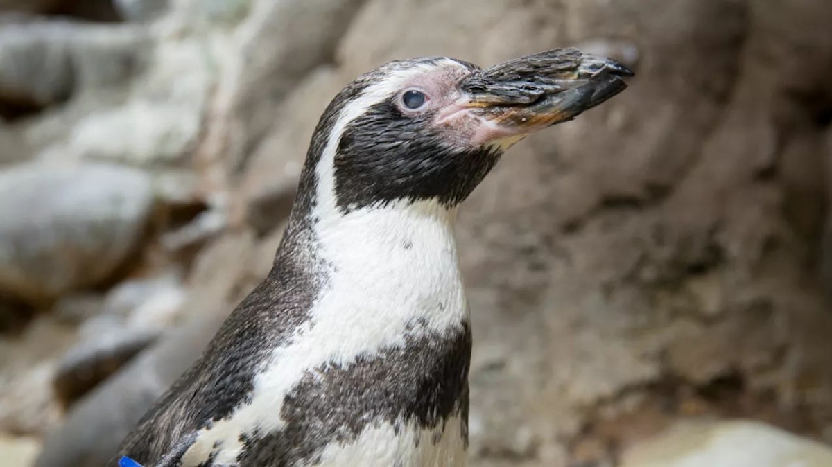 Photo of Penguin feeding