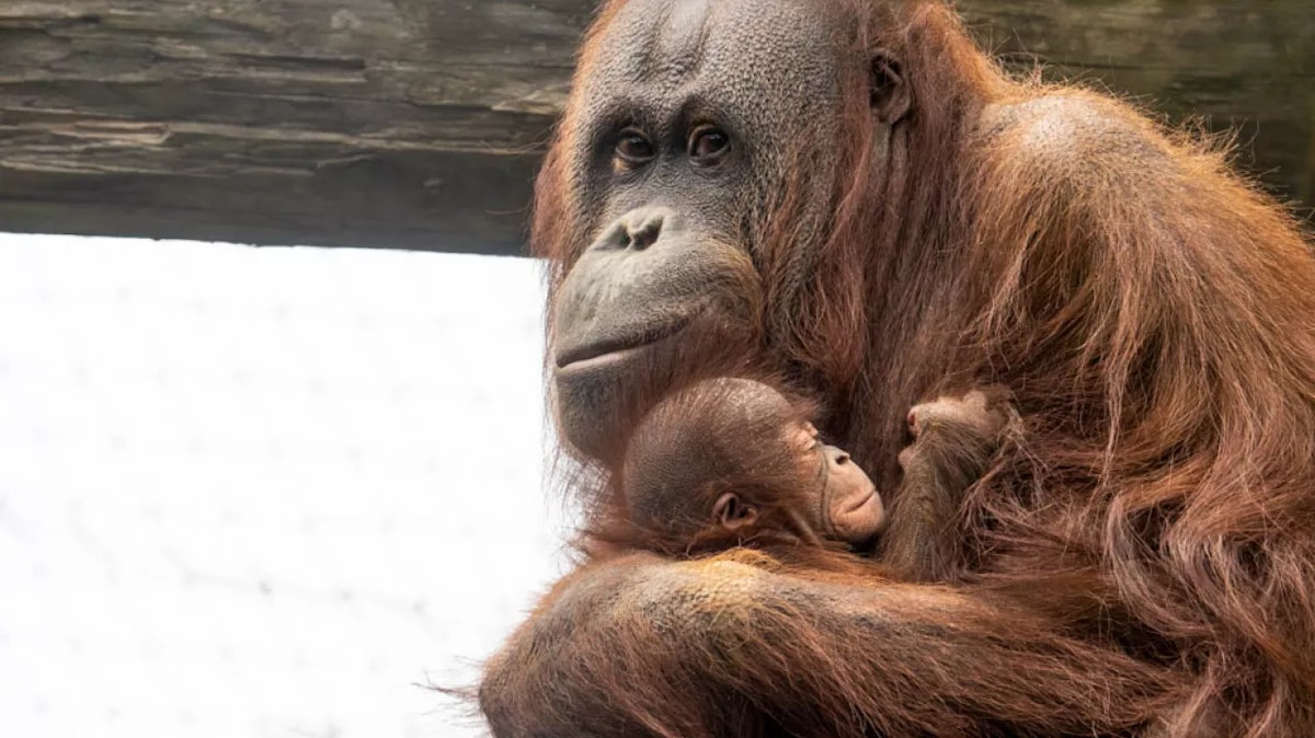 Photo of Orangutan or gibbon activity