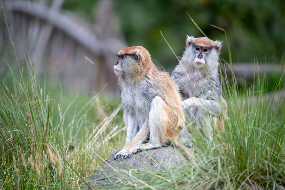 Photo of Patas Monkey Keeper Talk