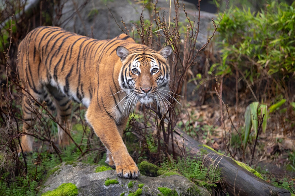 Photo of Tiger Keeper Talk