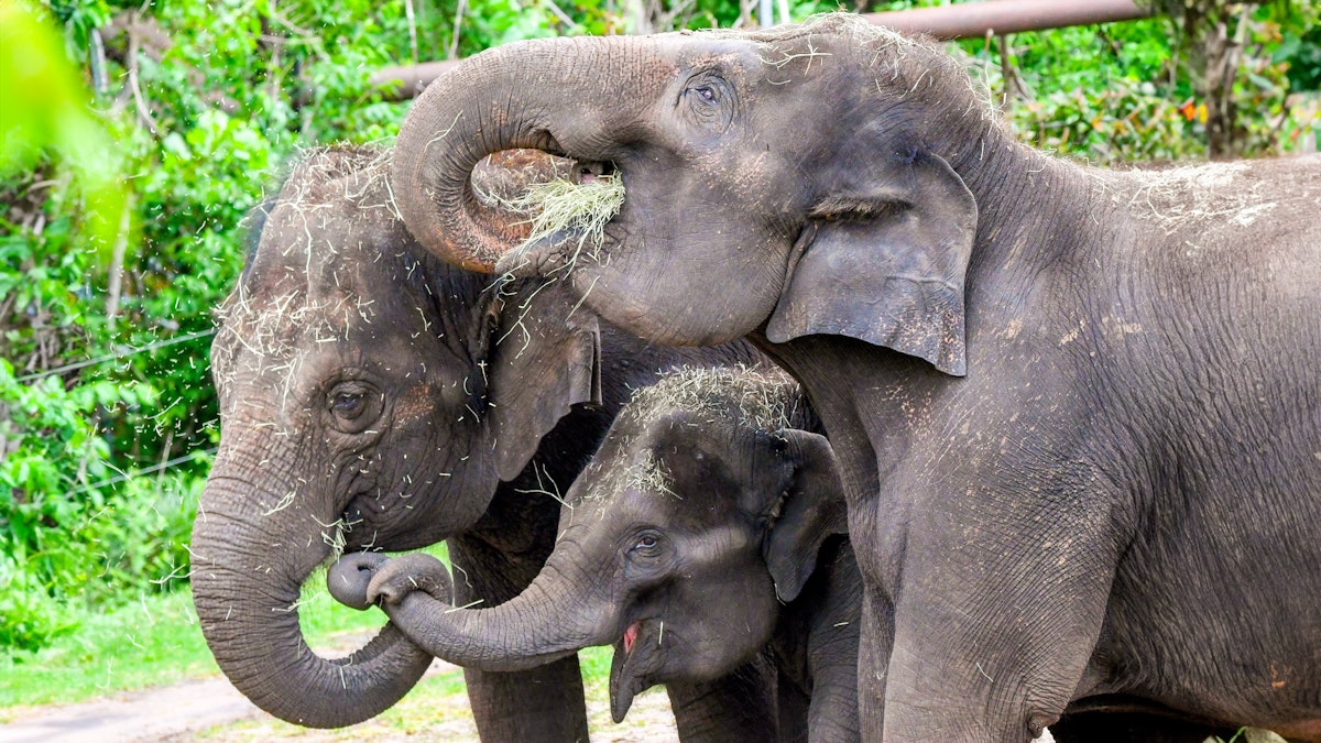 Photo of Elephant Presentation