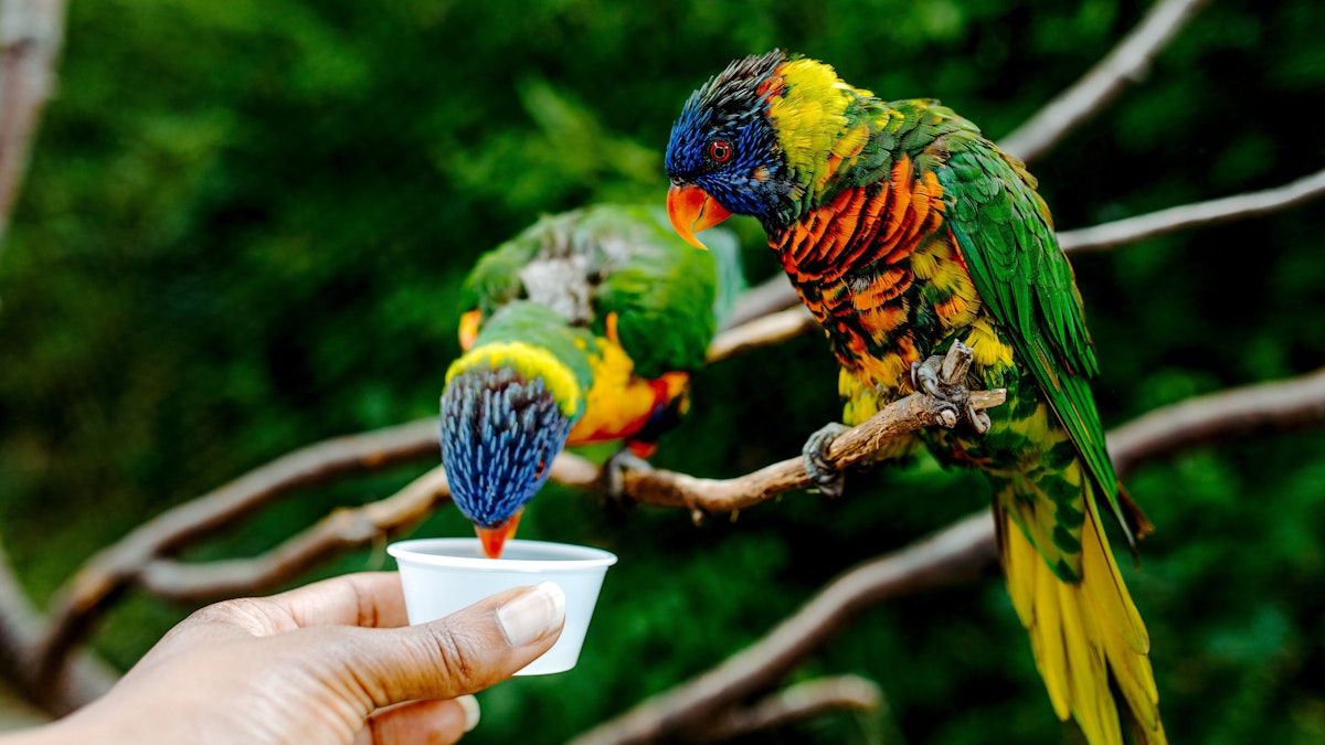 Photo of Explorikeet Feeding