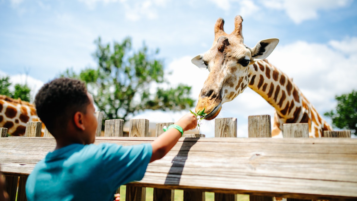 Photo of Giraffe Feeding