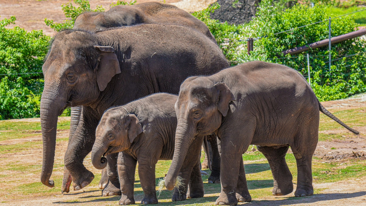 Photo of Asian Elephant Caretaker Chat