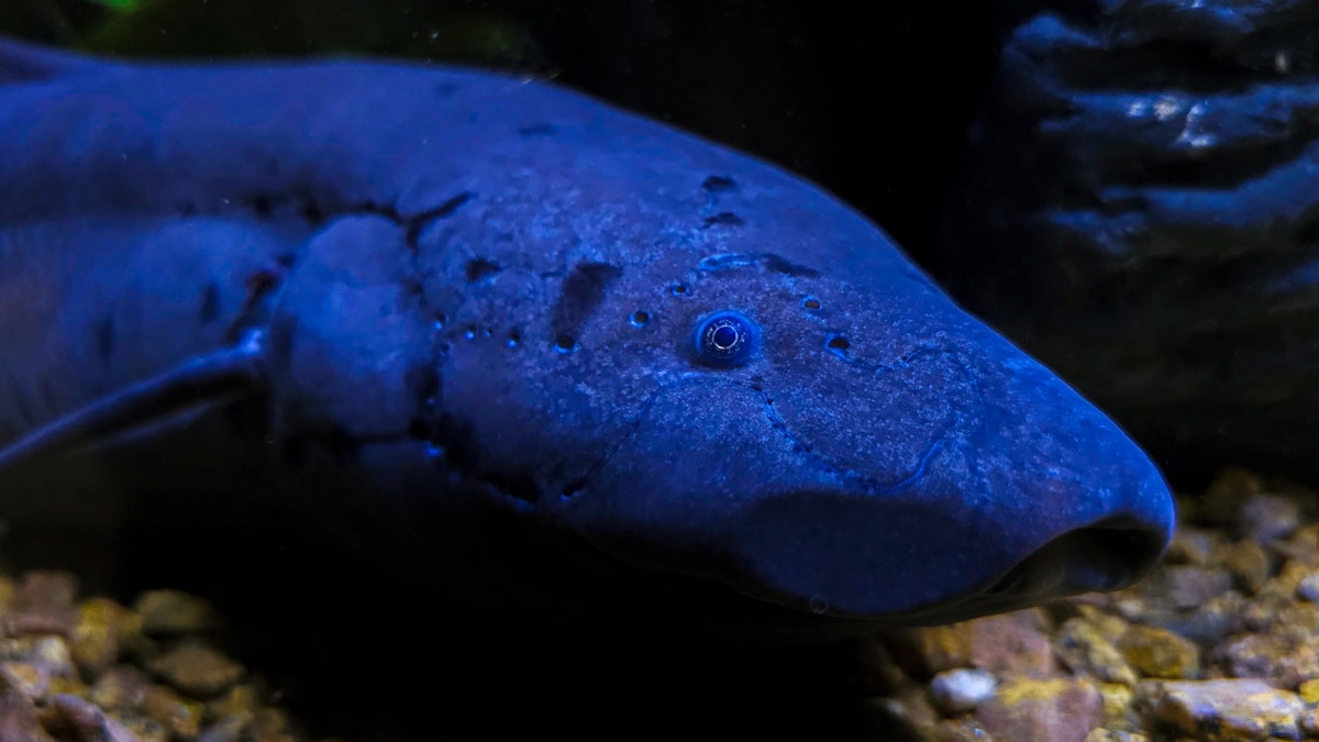 Photo of Lungfish Caretaker Chat