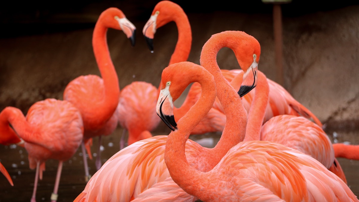 Photo of Flamingo Caretaker Chat