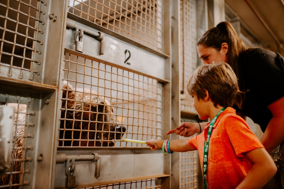 Photo of Wild Encounters: Bears
