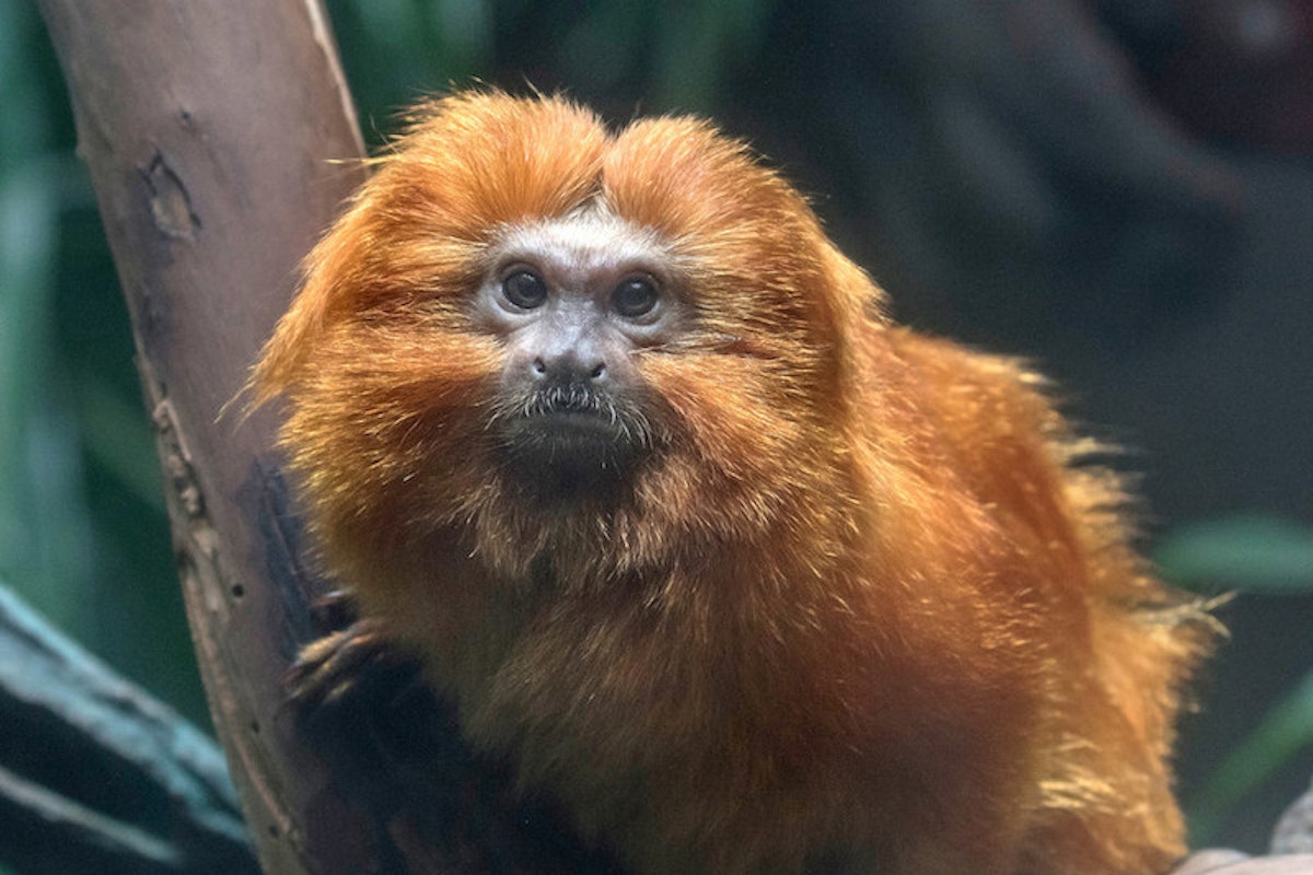Photo of Little Monkeys Keeper Talk