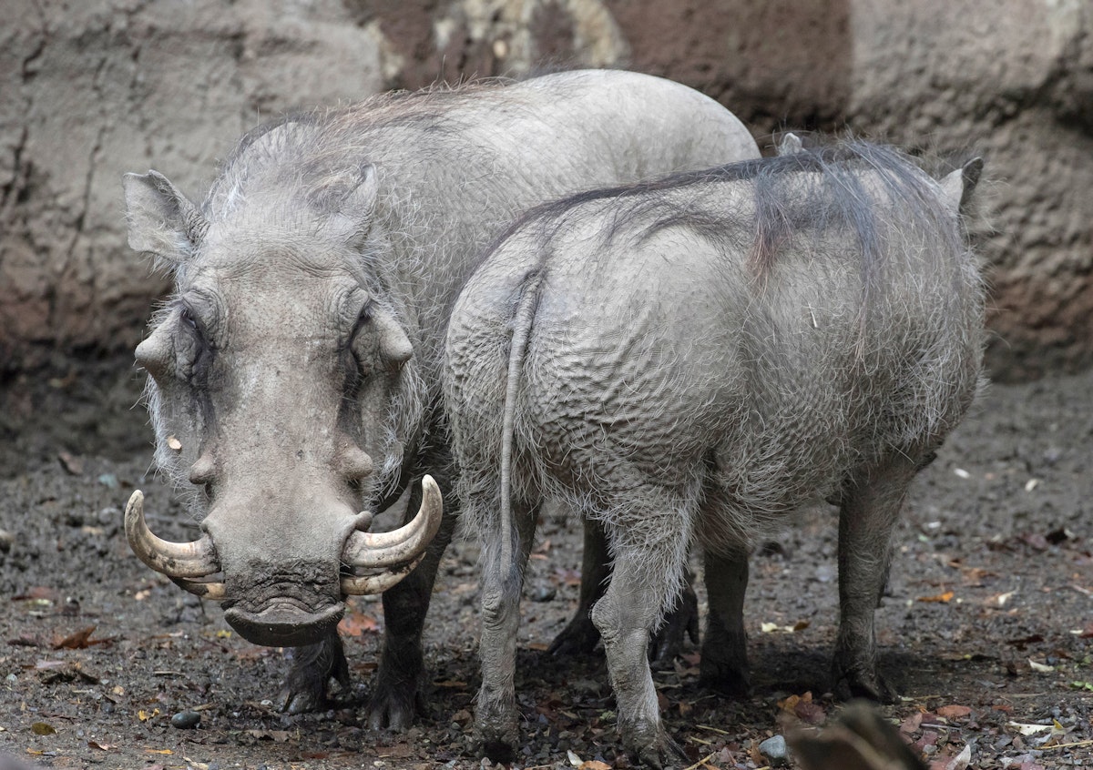 Photo of Warthog Keeper Talk