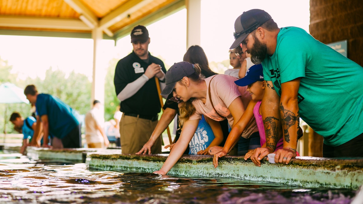Photo of Stingray Bay Feeding