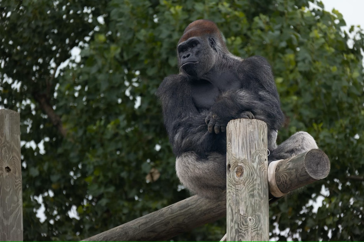 Photo of Gorilla Caretaker Chat