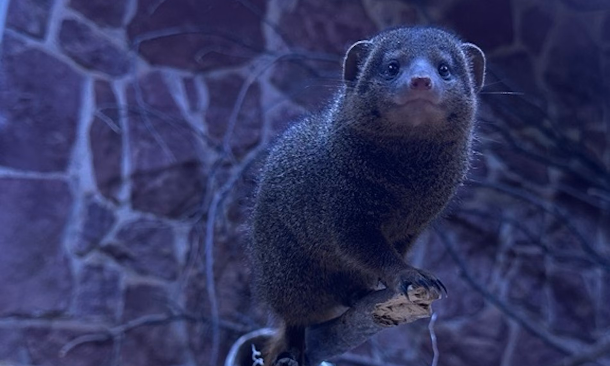 Photo of Common Dwarf Mongoose Caretaker Chat