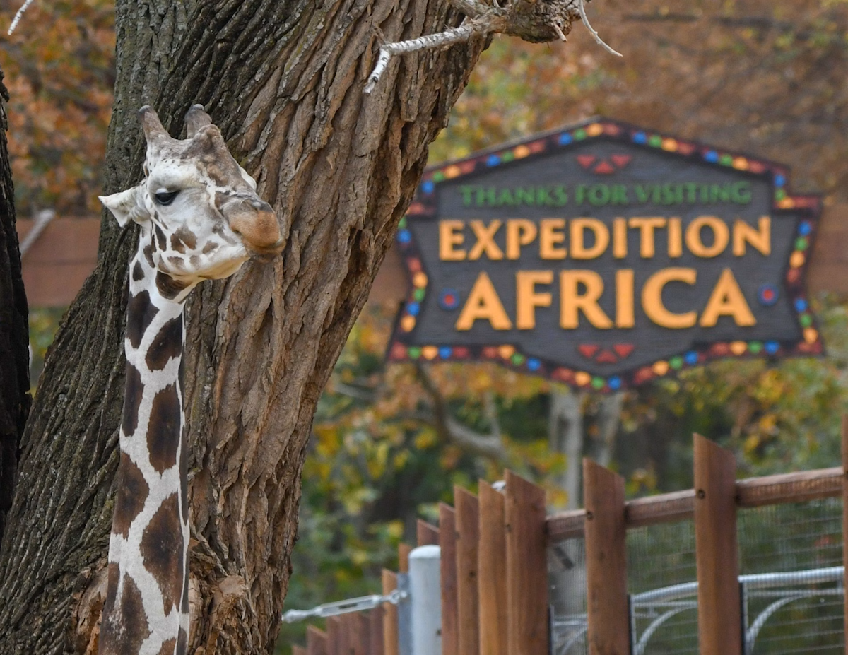 Photo of African Hoofstock Caretaker Chat