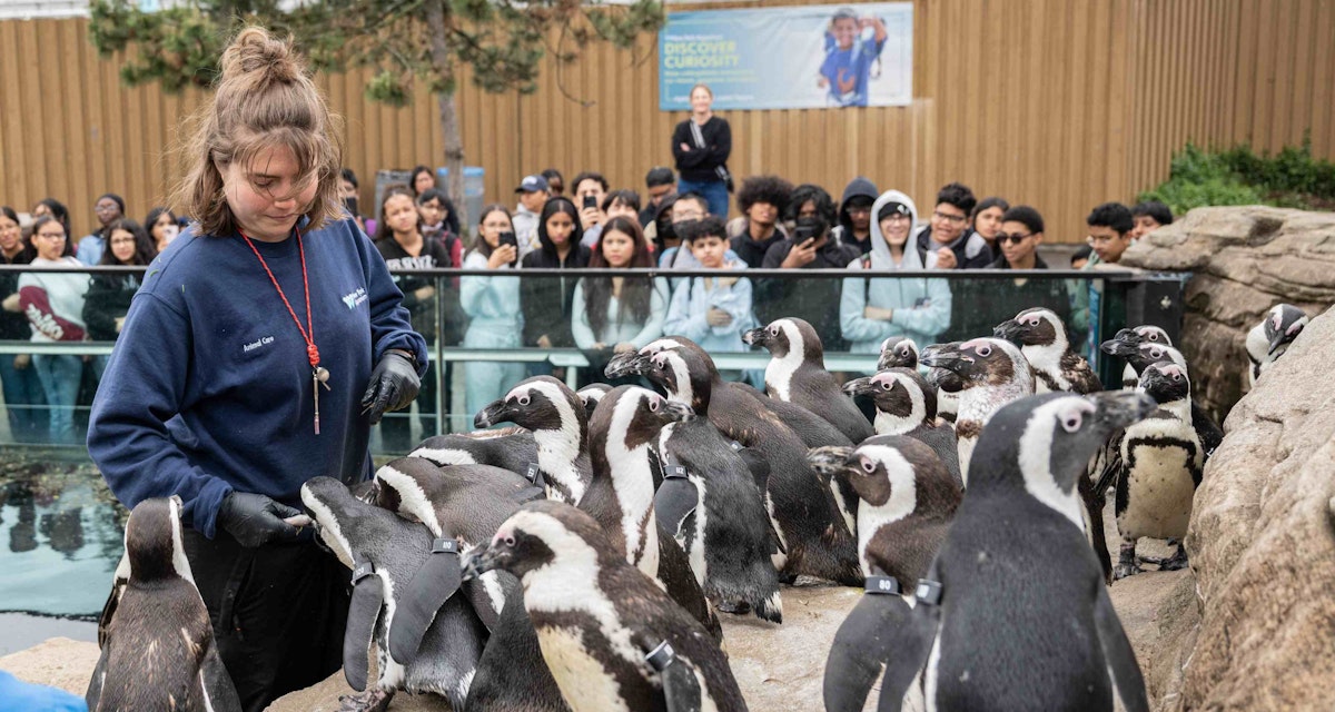 Photo of Penguin Feeding