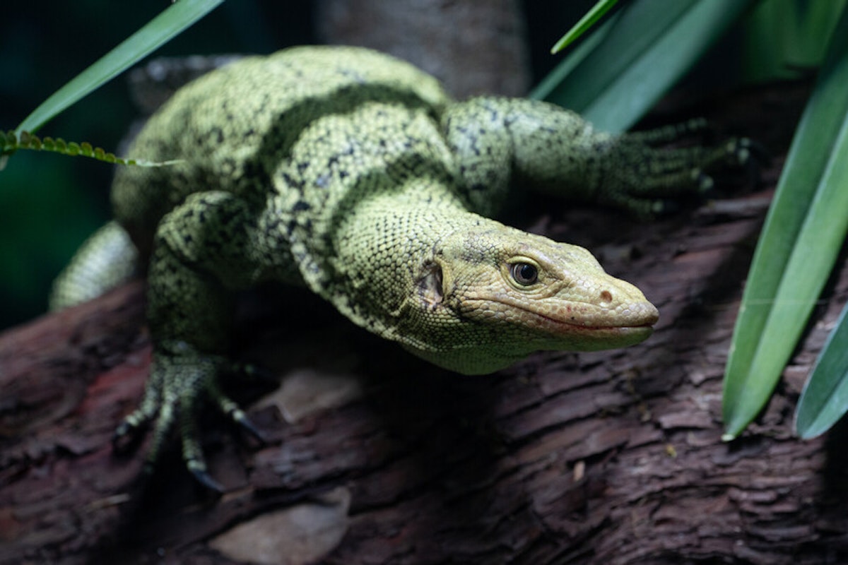 Photo of Reptile Realm Keeper Talk