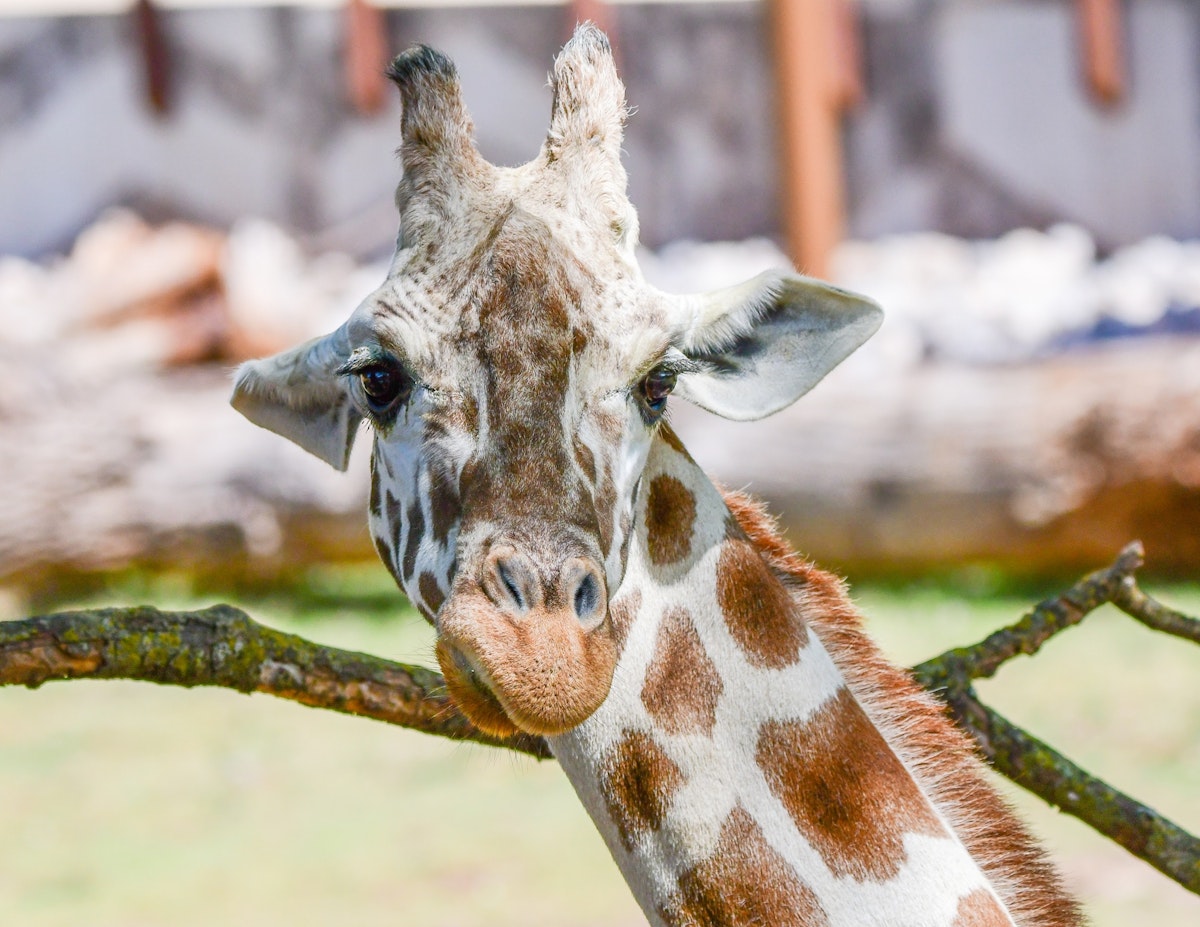 Photo of Wild Encounter: Giraffe