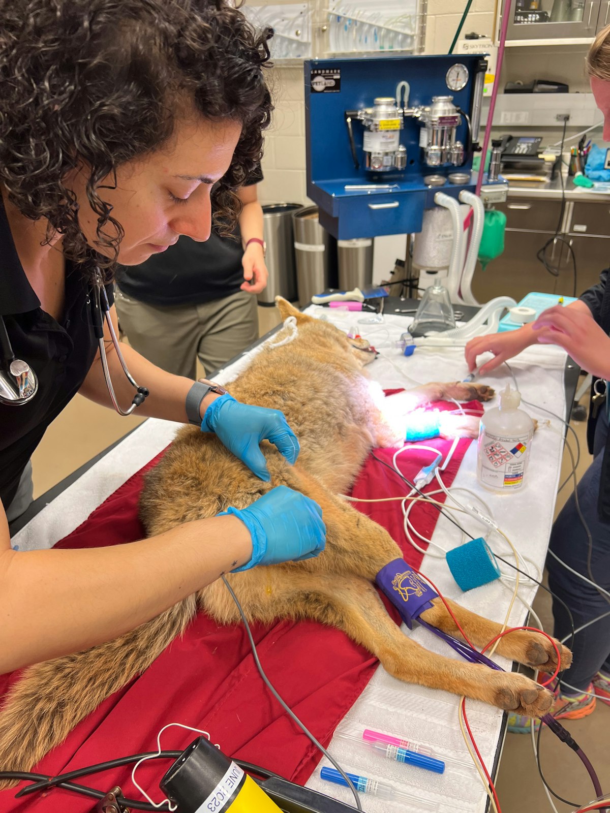 Photo of Vet Talk