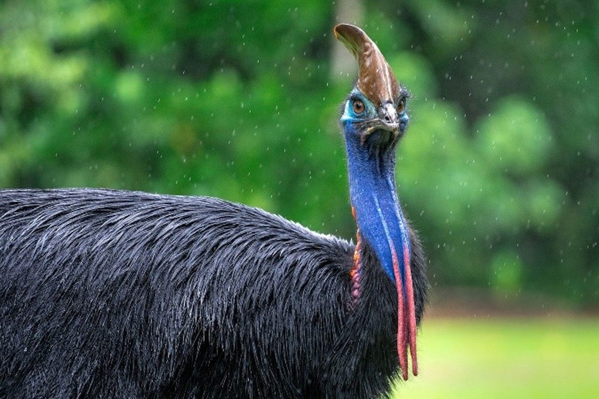 Photo of Cassowary Feeding