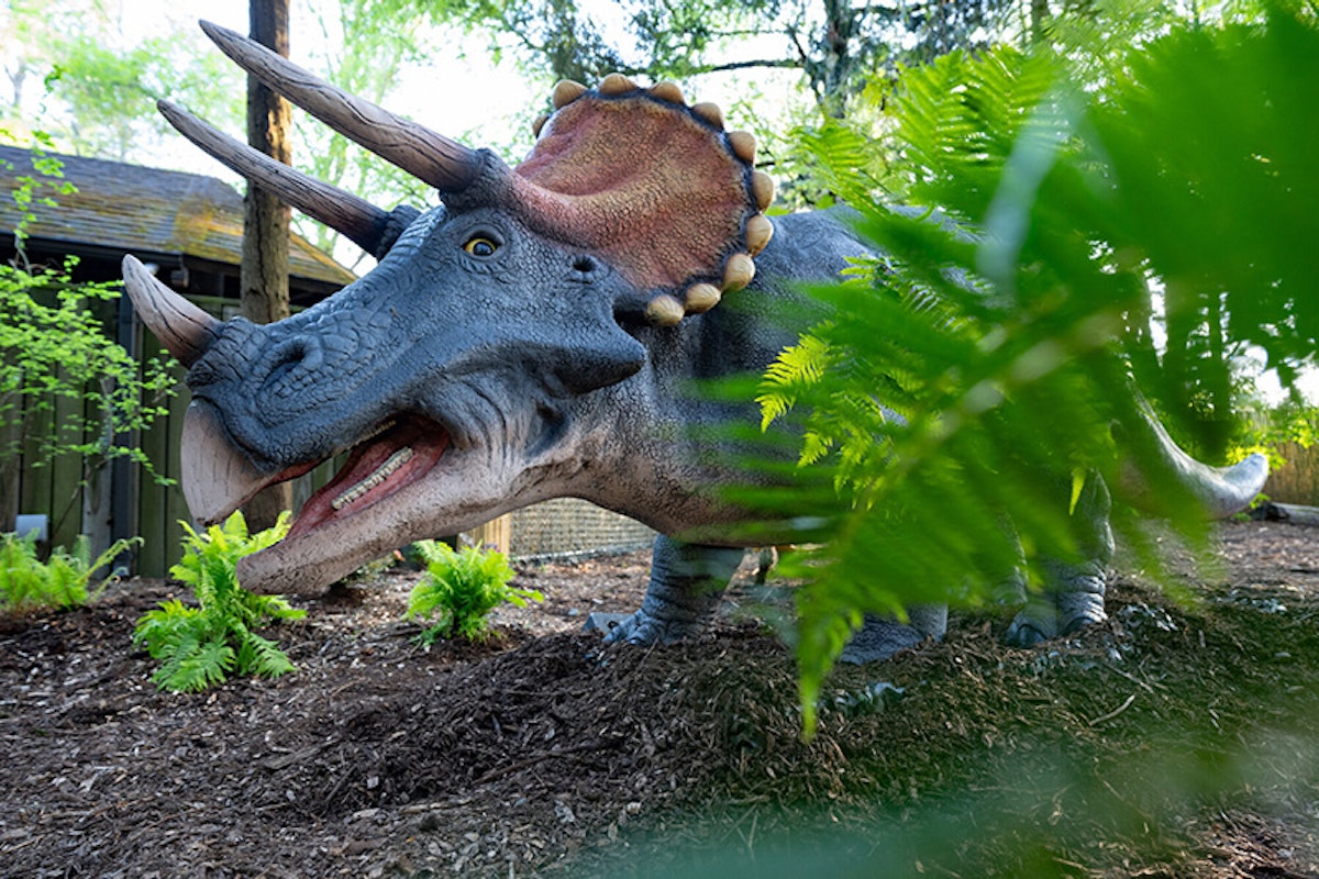 Photo of Dinosaur Discovery