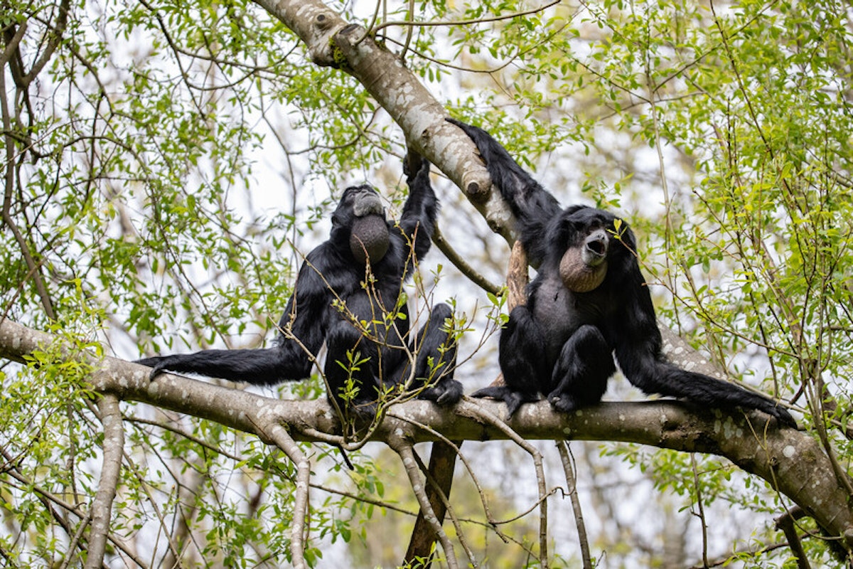 Photo of Siamang Talk