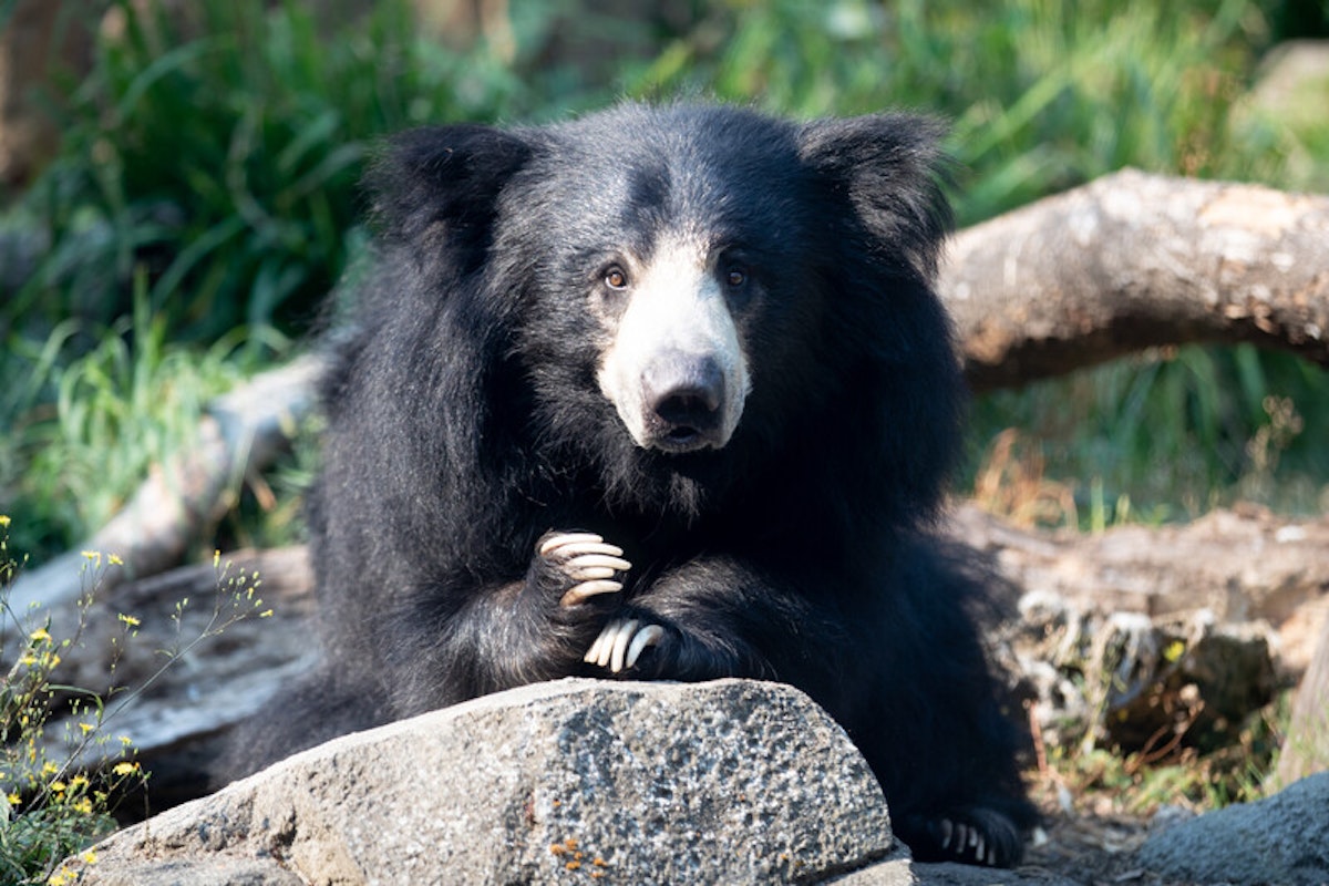 Photo of Sloth Bear Snack