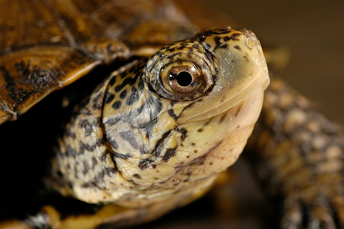 Photo of Turtle Head Start Lab
