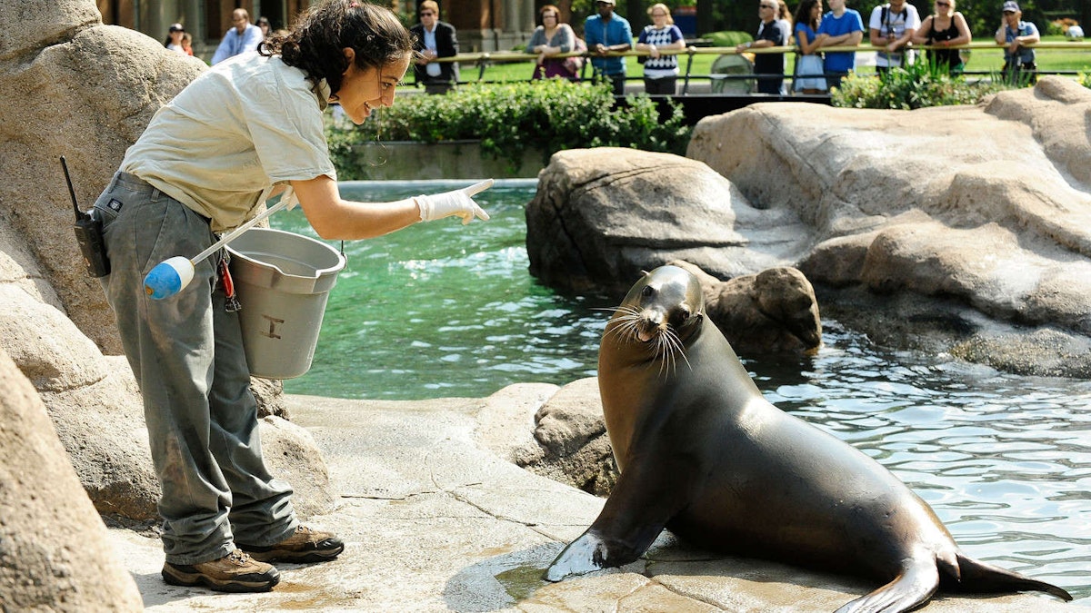 Photo of Sea Lion Feeding