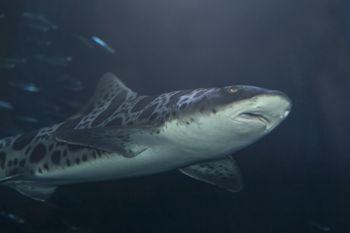 Photo of Shark Dissection - Shark & Ray Day