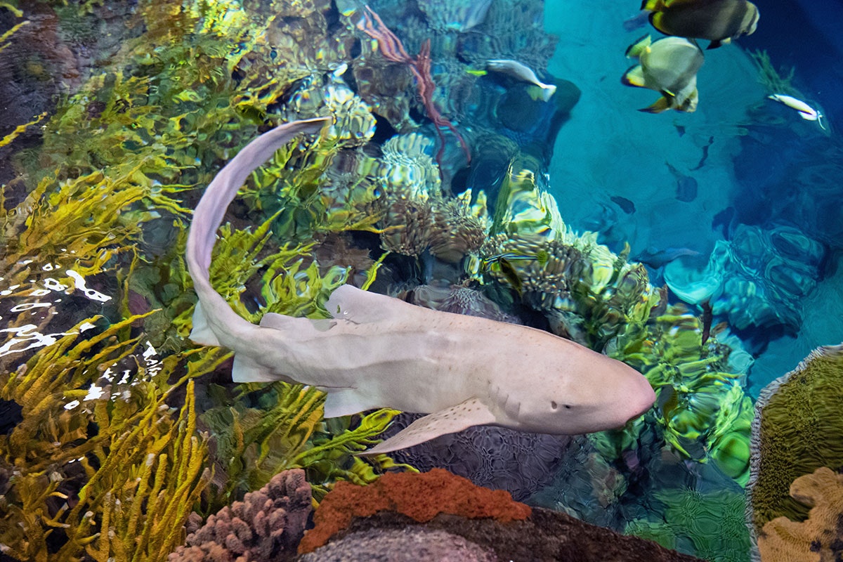 Photo of Shark Survival Station
