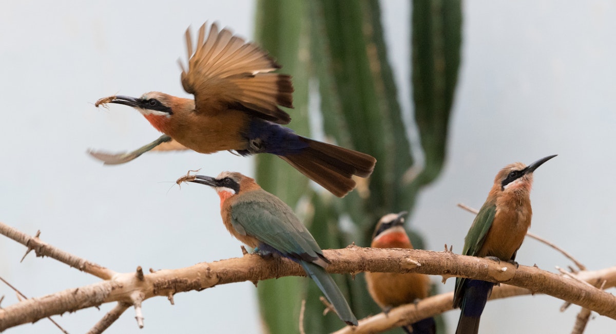 Photo of Bee-Eater Feeding