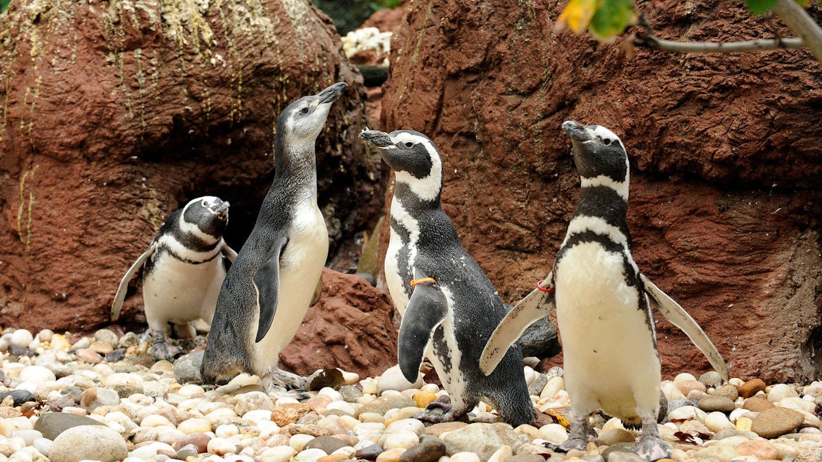 Photo of Penguin Feeding