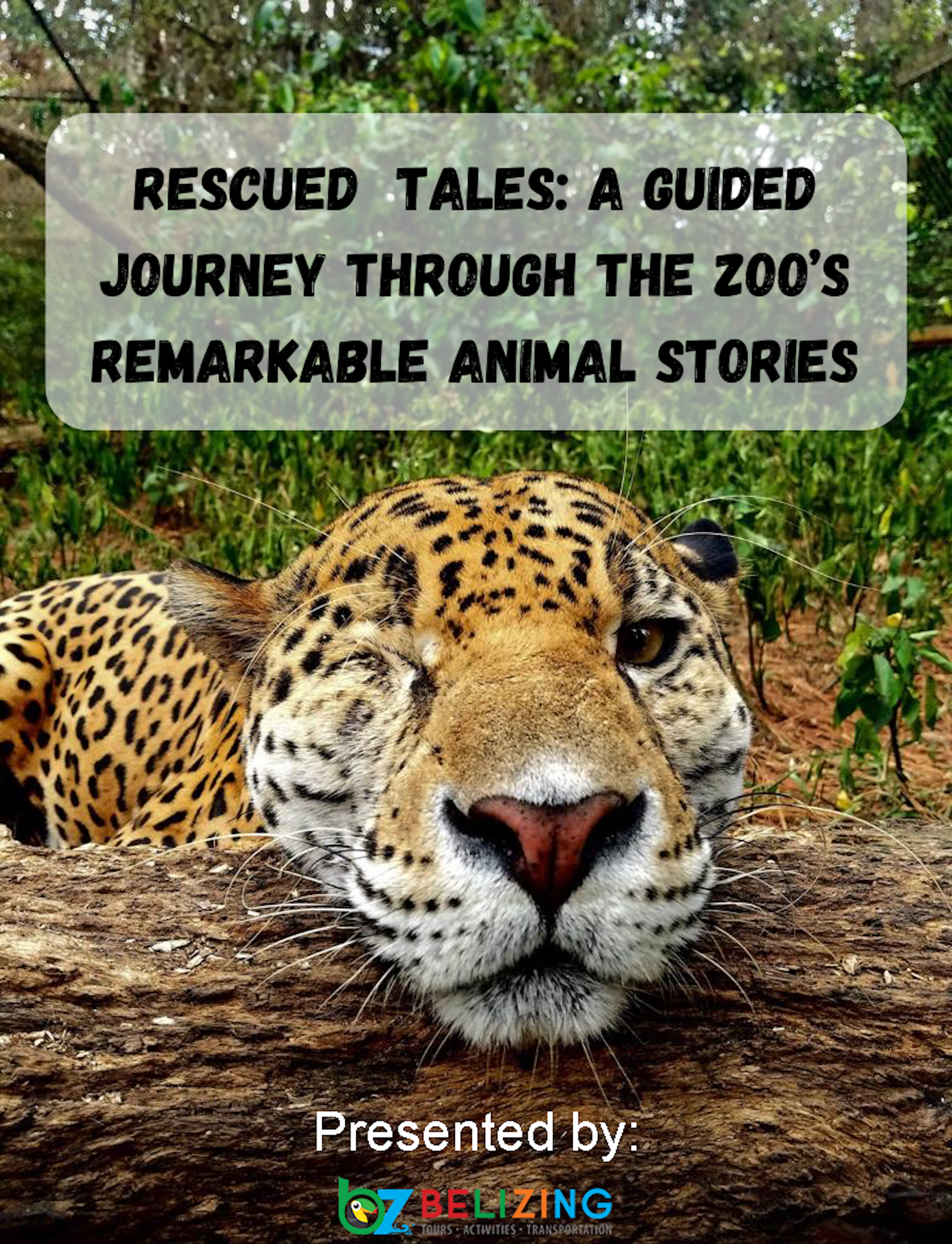 Rescued Tales: A Guided Journey through the Zoo's Remarkable Animal Stories