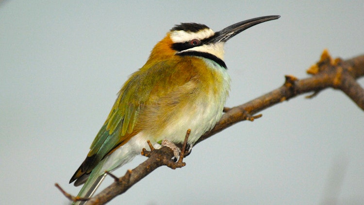 Photo of Bee-eater