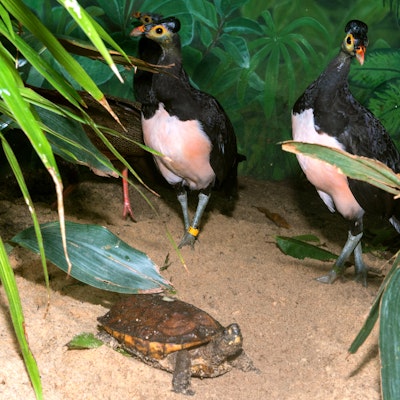 Photo of Maleo