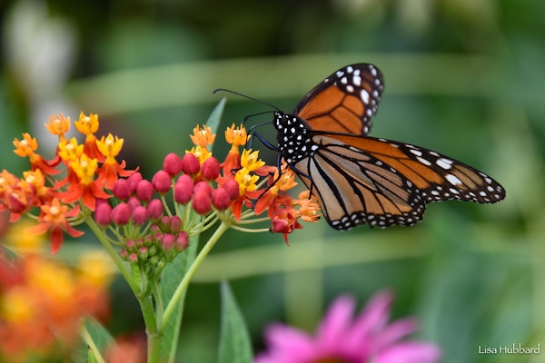 Photo of Butterfly Garden