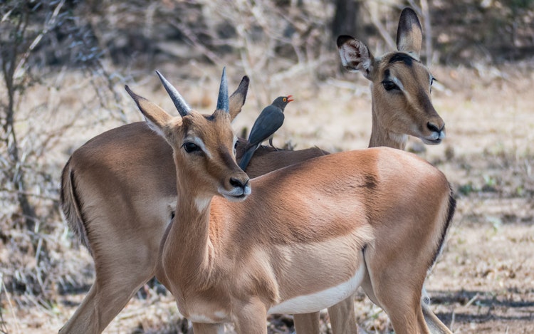 Photo of Gazelle