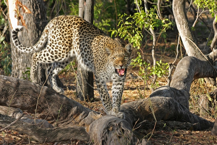 Photo of Cheetahs