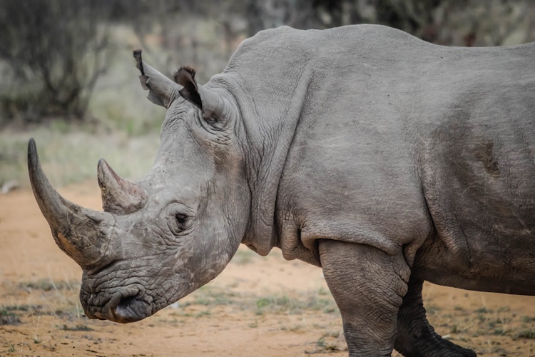 Photo of White Rhinos