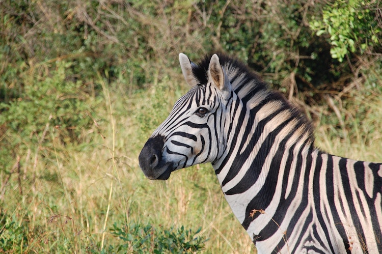Photo of Zebras